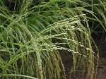 Grain types - Teff plant picture